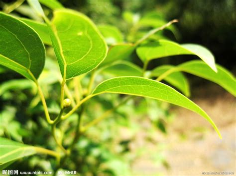 互生植物有哪些